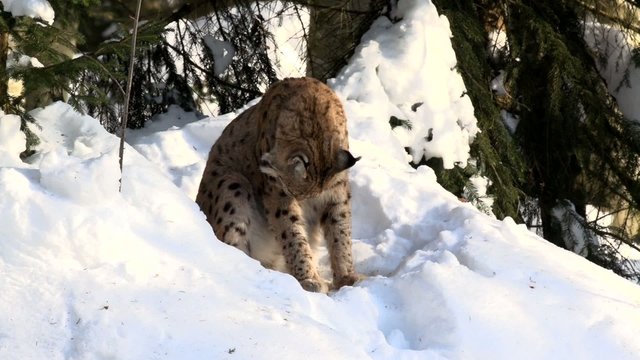 Luchs