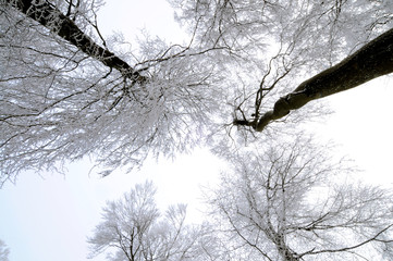 Buchenwald im Winter