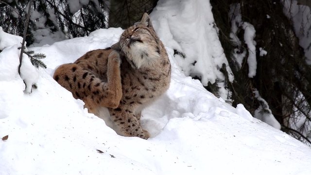 Luchs