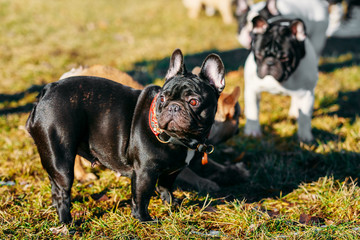 Beautiful French Bulldog Puppies Dog Outdoor