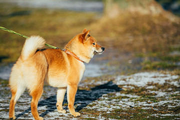Obraz na płótnie Canvas Beautiful Red Shiba Inu Puppy Dog Staying Outdoor In Spring