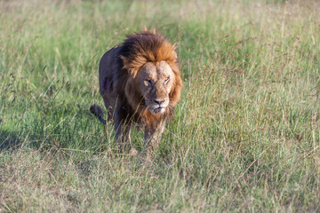 lion close up against green grass background