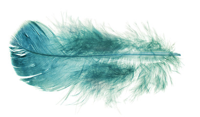 blue fluffy feather isolated on white