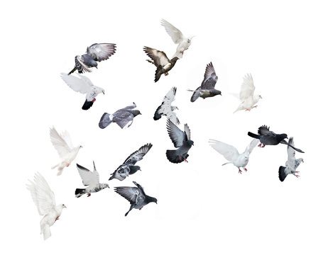 flock of flying doves isolated on white