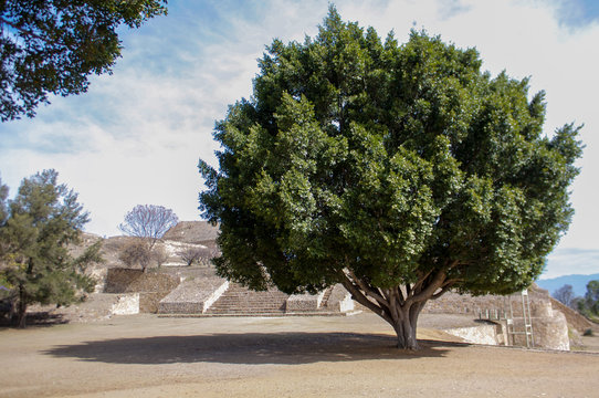 Monte Alban Oaxaca Mexico huge tree next to the pyramids