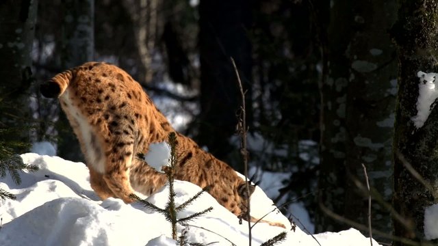 Luchs