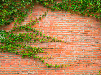 Plant on the red bricks wall 