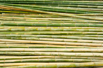 bamboo background