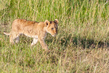 lion cub on the plains Kenya