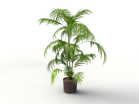 3D Palme - Zimmerpflanze