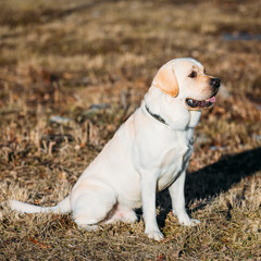 Beautiful White Labrador Lab Dog Outdoor Portrait