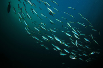 Fototapeta na wymiar Sardines fish school in ocean