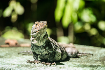 iguane - costa rica