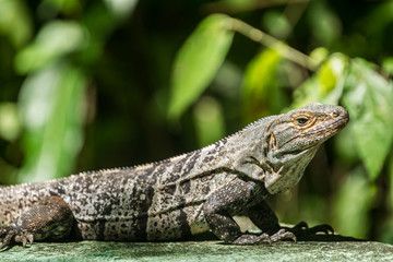 iguane - costa rica