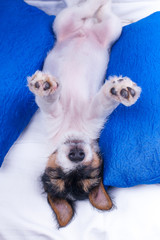 fox terrier puppy sleep