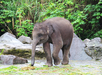 baby elephant eats grass - 78478062