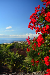 Coast in Tenerife with tropical garden Canary Island ,Spain