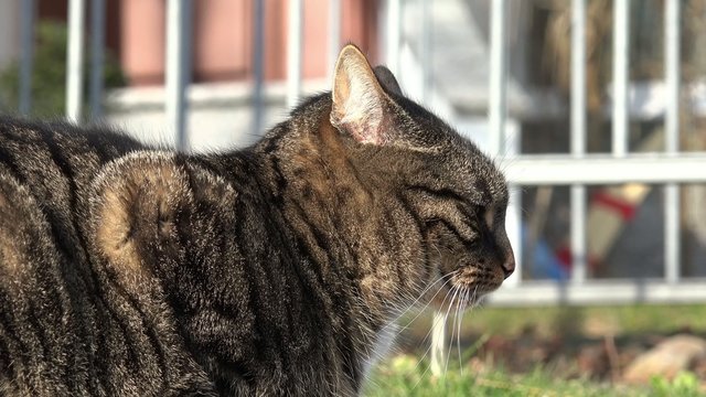 Grau getigerte Katze schaut zu Seite