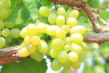 Green grapes on vine sunset time