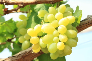 Green grapes on vine sunset time