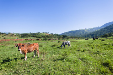 Fototapeta na wymiar Cows Animals Valley