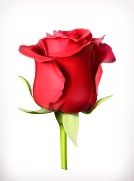 Red rose vector illustration