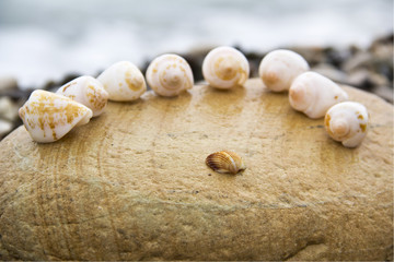 seashells on the beach