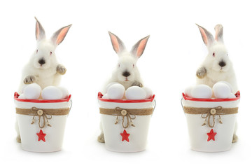 three rabbit