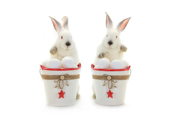 two rabbit