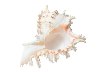Fototapeta na wymiar Sea shell, isolated on white background