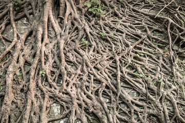 Tree's bark background