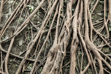 Tree's bark background