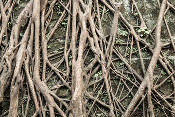 Tree's bark background