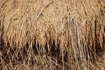 Paddy seeds background