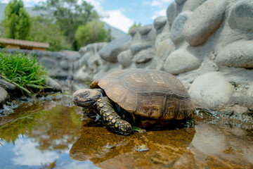 Fototapeta premium cute green turtle walking on a pond in farm