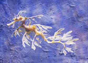 Obraz premium Leafy Sea Dragon