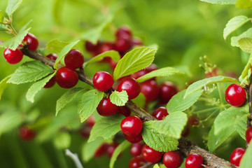 Naklejka premium Cherry 