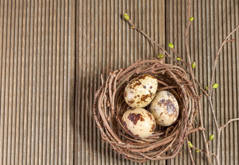 Obraz premium Quail eggs in the nest closeup