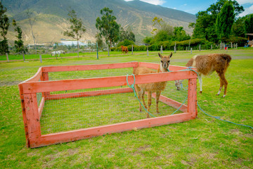 cute llama behind a fence