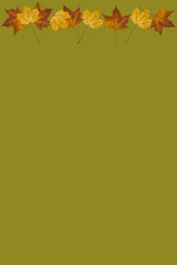 Ahornblatt Spitzahorn Hintergrund