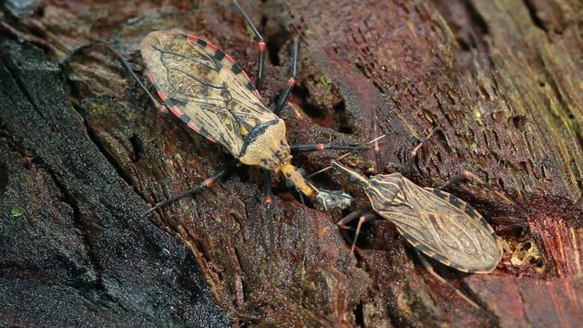 Chagas disease bugs Triatoma sp.