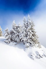 Pine forest covered in snow