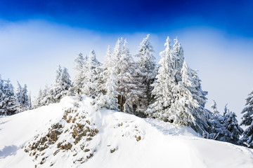 Pine trees covered in snow