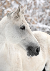 Obraz na płótnie Canvas Lipizzan horses portrait in winter background