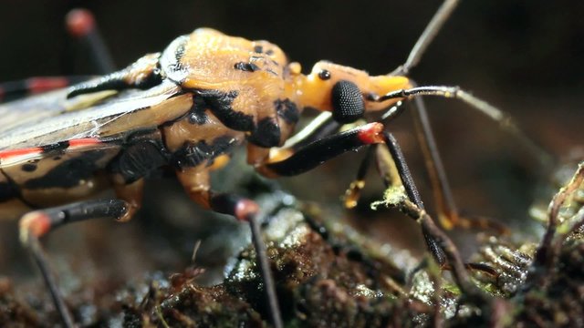 Chagas disease bugs Triatoma sp.