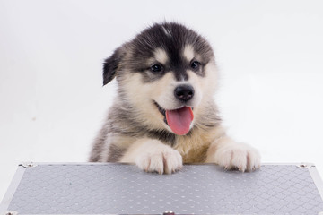 chiot malamute