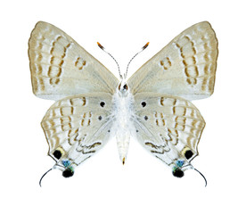 Butterfly Deudorix livia (female) (underside)