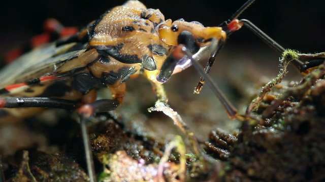 Chagas disease bugs Triatoma sp.