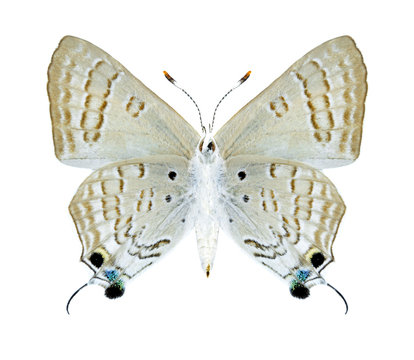 Butterfly Deudorix livia (female) (underside)