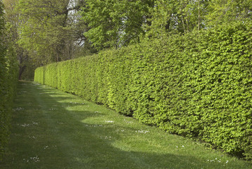 Carpinus betulus, Charme, taillé en haies